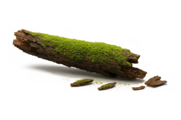 Moss growing on old log creating natural texture with decaying bark pieces on transparent background