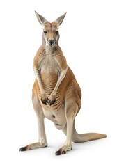 An adult kangaroo stands upright on a white background facing forward showcasing its tan fur prominent ears and powerful lower body