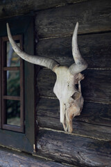A weathered bull skull with long curved horns hangs on the exterior wall of a rustic log cabin beside a wooden window. 