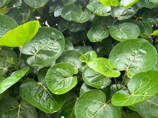 Fresh Green Aralia Leaves Plant " Daun Mangkokan" with Round Glossy Leaves After Rain.