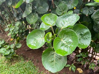 Fresh Green Aralia Leaves Plant " Daun Mangkokan" with Round Glossy Leaves After Rain.
