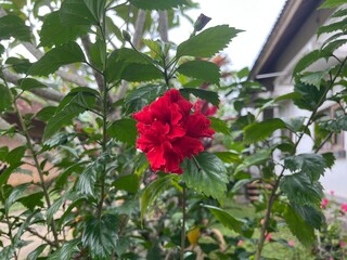 Red Hibiscus Flower in Full Bloom – Outdoor Close-Up Photography, Natural Light, Botanical Macro Composition