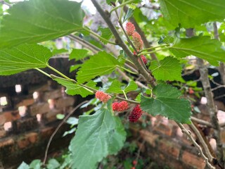 Fresh Mulberry Fruits On Branch With Green Leaves In Garden