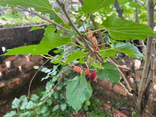 Fresh Mulberry Fruits On Branch With Green Leaves In Garden