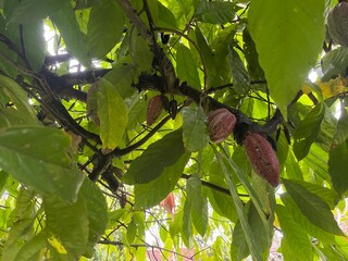 Ripe Cacao Pod on Tree Trunk – Tropical Eye Level Close-Up Angle Photography, Natural Light, Botanical Detail Composition