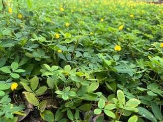 Close-up Photo of Beautiful Green Ground Cover with Yellow Peanut or Perennial Peanut Flower