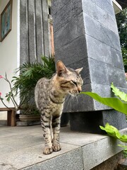 Eye-Level Full Shot Of Domestic Tabby Cat Sniffing Plant
