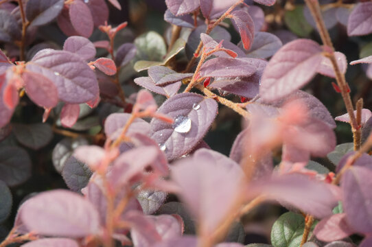 Close-up of purple leaves with fresh water drops after rain, natural background of Loropetalum or barberry bush.