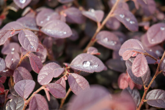 Close-up of purple leaves with fresh water drops after rain, natural background of Loropetalum or barberry bush.