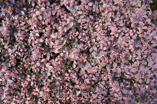Close-up of purple leaves with fresh water drops after rain, natural background of Loropetalum or barberry bush.