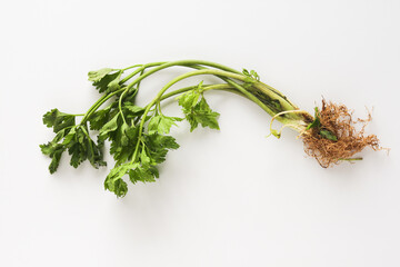 A fresh bunch of celery with its vibrant green stalks, leaves, and visible roots, isolated on a clean white background.