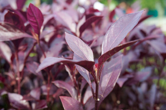 Beautiful dark red foliage background, tropical Alternanthera or joyweed plant in daytime.