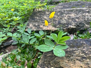 Close-up Photo of Beautiful Green Ground Cover with Yellow Peanut or Perennial Peanut Flower