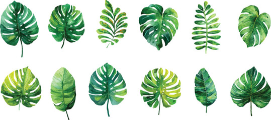 Fototapeta premium collection of green leaves