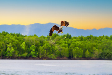 シロガシラトビの採食