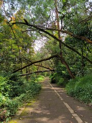 A tree that broke due to the storm and fell across the path.