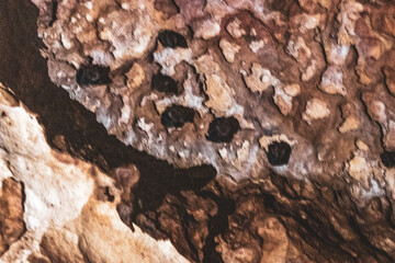 Tropical limestone karst cave rock boulder bat bats Amazonas Brazil.