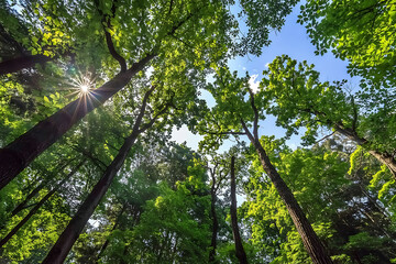 Fototapeta premium The Canopy of this Forest has a Heart Shaped Hole showing Blue Sky