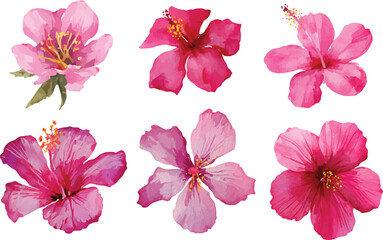 pink flowers isolated on white