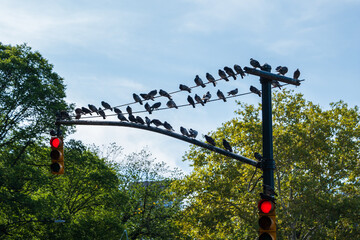Pigeons Perched on Traffic Light in Urban Park