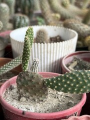 Cactus plant is growing in a pot alongside other potted plants in high resolution photo