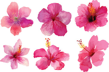 watercolor pink hibiscus flowers © Abu