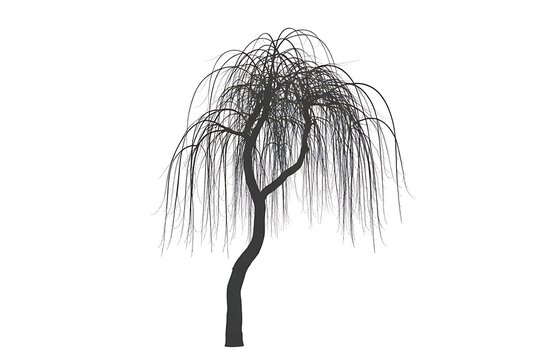 Detailed silhouette of a bare weeping willow tree with many thin, cascading branches on a white background