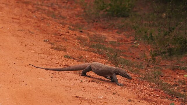 Bengal Monitor Lizard Varanus walking across a dirt road in natural habitat. Wild reptile in motion, tropical wildlife behavior, perfect for nature documentaries. Slow motion 120 fps video.