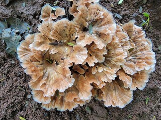 Podoscypha petalodes, wine glass fungus, and ruffled paper fungus.