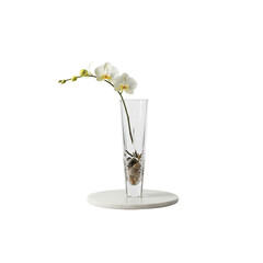 Champagne glass with single orchid petal decoration and purple orchid blossom isolated on white