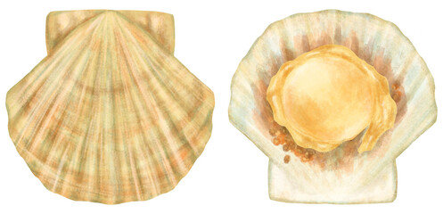 帆立のイラスト 殻開閉