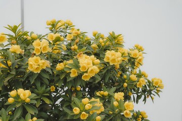 Cluster of yellow flowers and green leaves on a bush against a light background flowering plant bloom