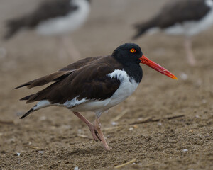 American Oystercatcher walking on a sandy beach – Haematopus palliatus