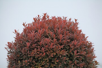 Round bush with red and green foliage against a white background red leaves green leaves
