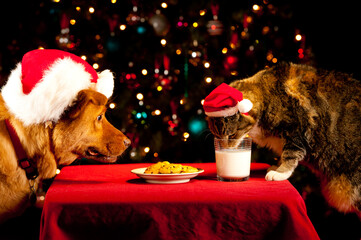 Dog and cat in Santa hats sharing Santa&rsquo;s milk and cookies at Christmas