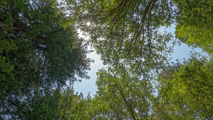 Fototapeta premium Upward view of the tall Redwood trees at a campground in the forest near Elk, California, USA
