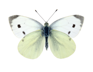 Cabbage butterfly isolated on transparent png