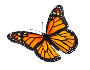 Fototapeta premium Monarch butterfly isolated on transparent png