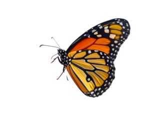 Monarch butterfly isolated on transparent png