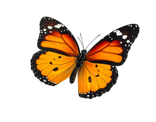 Fototapeta premium Monarch butterfly isolated on transparent png