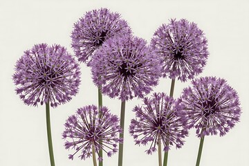 Group of vibrant purple allium flowers in full bloom on green stems against a light background blossom
