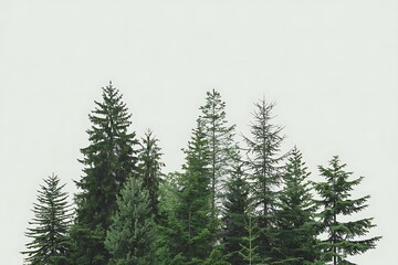 Fototapeta premium A dense cluster of various evergreen trees against a bright white sky forest nature