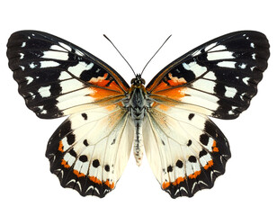 Naklejka premium Pierid butterfly isolated on transparent png