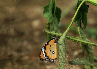 Colorful butterflies are frolicking on the grass on a bright, sunny evening.
