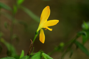 Beautiful yellow flowers blooming in a garden