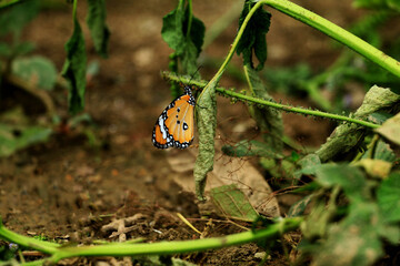 Colorful butterflies are frolicking on the grass on a bright, sunny evening.