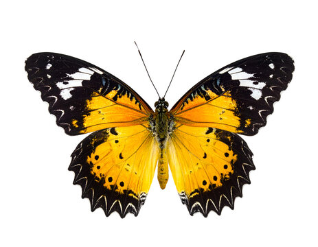 Pierid butterfly isolated on transparent png
