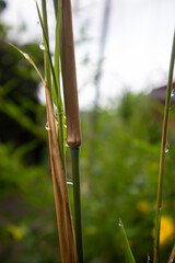 green grass in the morning