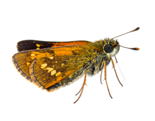 skipper butterfly isolated on transparent png