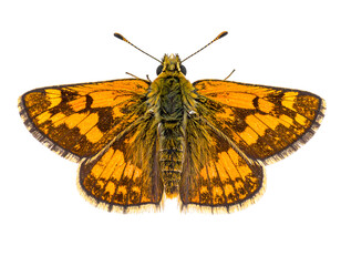 skipper butterfly isolated on transparent png